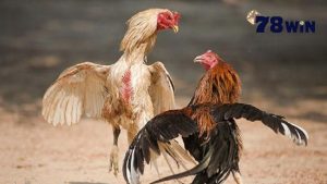 Các bước diễn ra một ván cược gà đá chuẩn chỉnh