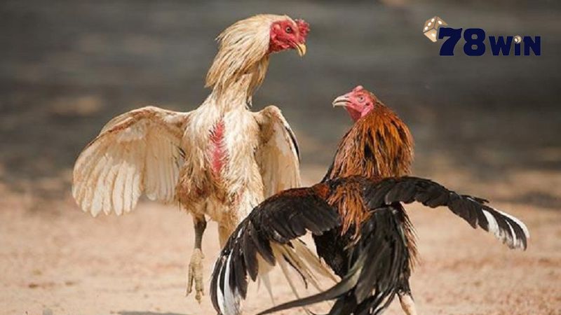 Các bước diễn ra một ván cược gà đá chuẩn chỉnh