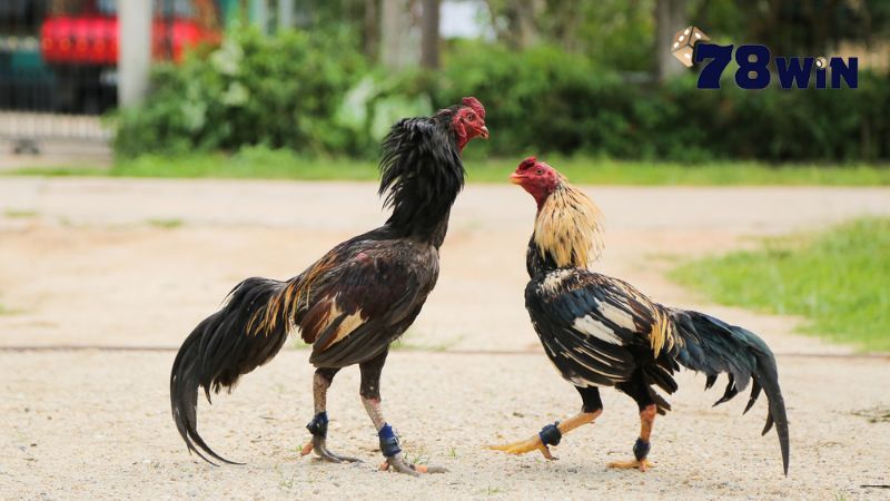 Đá gà campuchia có những hình thức nào?