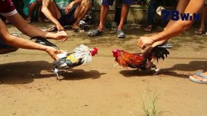 Đôi nét về hình thức đá gà cựa dao