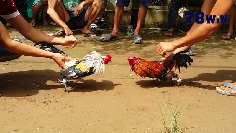 Đá gà cựa dao - Đối đầu kịch tính, nảy lửa của chiến kê Đôi nét về hình thức đá gà cựa dao