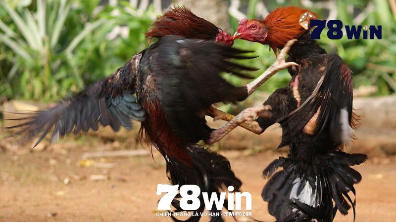 Học hỏi từ người khác để ăn kèo đá gà 78win