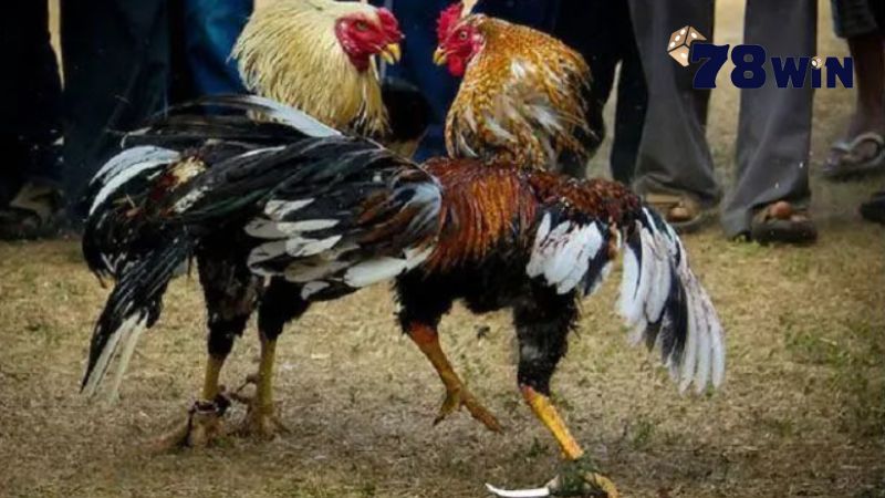 Quy trình diễn ra một trận đá gà Campuchia đúng chuẩn