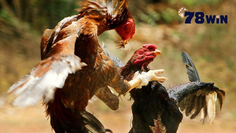 So sánh đá gà cựa dao và hình thức đá cựa sắt 