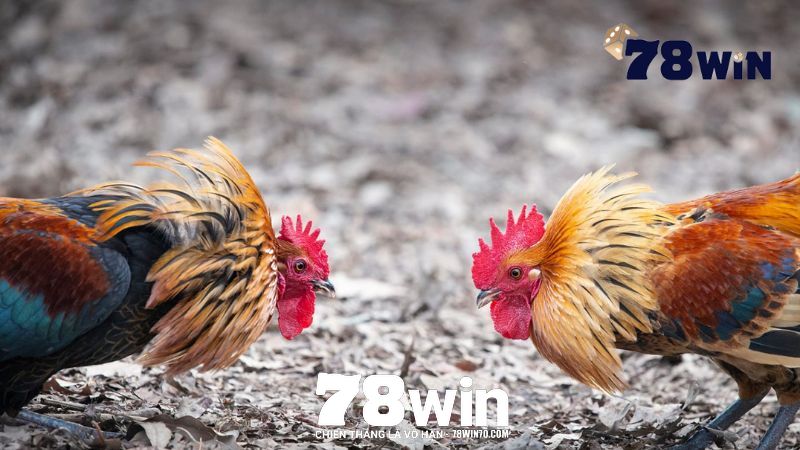 Thủ thuật bắt kèo đá gà 78win chuẩn chỉnh