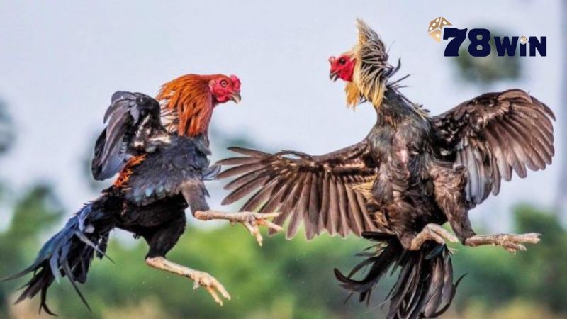 Tính hấp dẫn vượt trội trong đá gà cựa dao